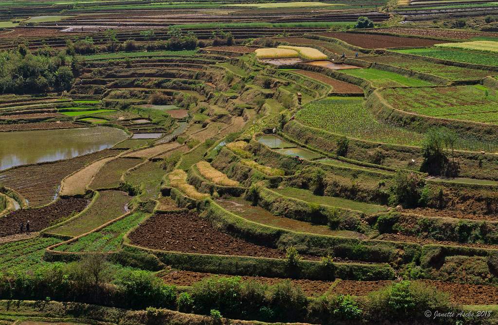 terrace farming in Madagascar