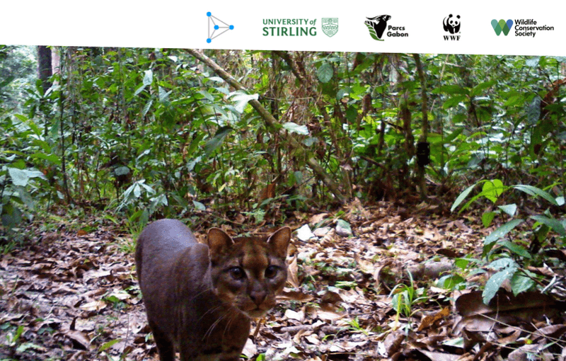 Mbaza Golden Cat - Computer Vision Camera Trap