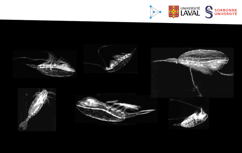 Copepods from the Arctic Ocean - monitoring health of ocean with machine learning